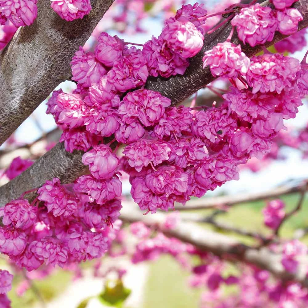 Brighter Blooms Pink Pom Poms' Redbud Tree Flowering Trees 2 Brighter Blooms Pink Pom Poms' Redbud Tree Flowering Trees