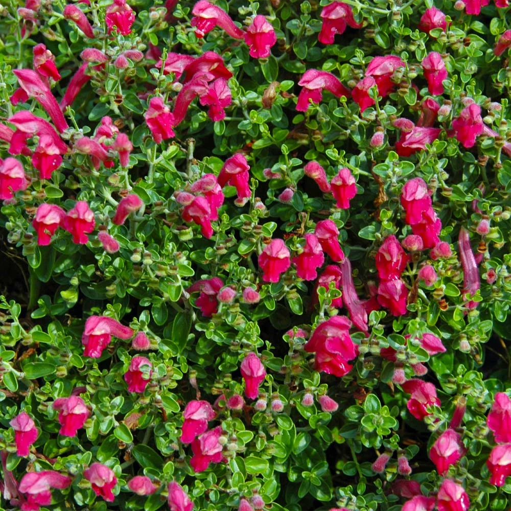Brighter Blooms Pink Skullcap Shrub 3 Brighter Blooms Pink Skullcap Shrub