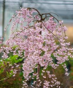 Brighter Blooms Flowering Trees Pink Snow Showers™ Weeping Cherry Tree