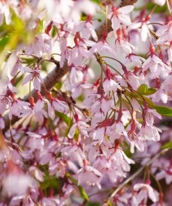 Brighter Blooms Flowering Trees Pink Snow Showers™ Weeping Cherry Tree