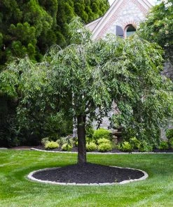 Brighter Blooms Flowering Trees Pink Snow Showers™ Weeping Cherry Tree