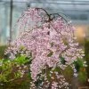 Brighter Blooms Flowering Trees Pink Snow Showers™ Weeping Cherry Tree
