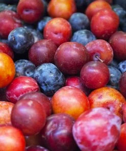 Brighter Blooms 2-in-1 Plum Surprise Tree