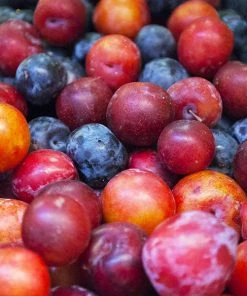 Brighter Blooms 2-in-1 Plum Surprise Tree