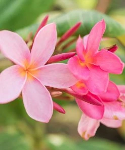 Brighter Blooms Flowering Trees Plumeria Plant