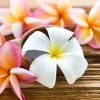 Brighter Blooms Flowering Trees Plumeria Plant
