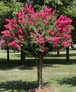 Brighter Blooms Pink Velour Crape Myrtle Tree