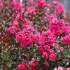 Brighter Blooms Pink Velour Crape Myrtle Tree