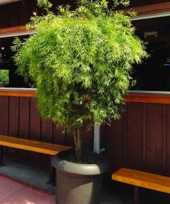 Brighter Blooms Evergreen & Privacy Yew Podocarpus Tree