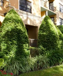 Brighter Blooms Yew Podocarpus Evergreen & Privacy