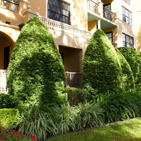 Brighter Blooms Yew Podocarpus Evergreen & Privacy 1 Brighter Blooms Yew Podocarpus Evergreen & Privacy