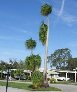 Brighter Blooms Ponytail Palm Tree
