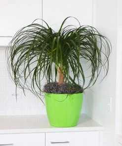 Brighter Blooms Ponytail Palm Tree