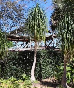 Brighter Blooms Ponytail Palm Tree