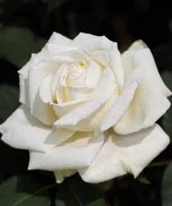 Brighter Blooms Pope John Paul II Rose Shrub