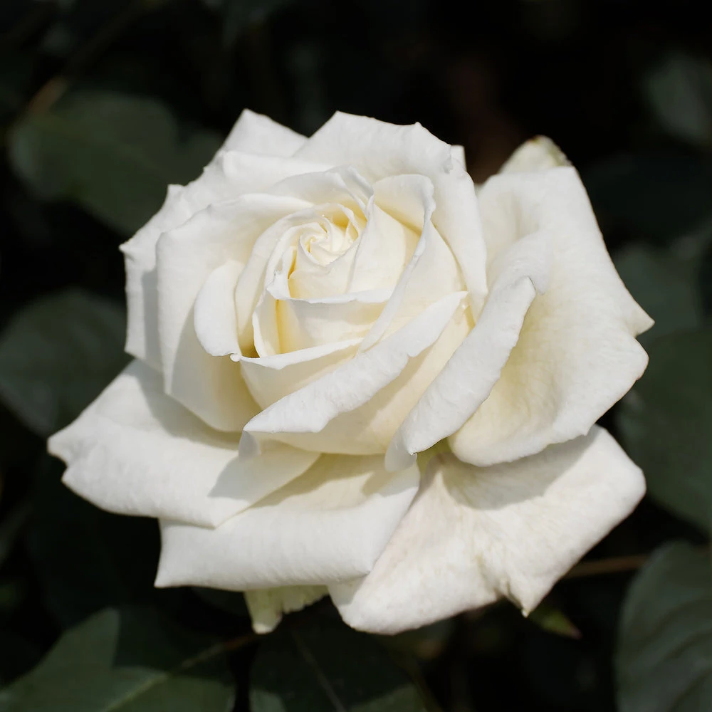 Brighter Blooms Pope John Paul II Rose Shrub 2 Brighter Blooms Pope John Paul II Rose Shrub