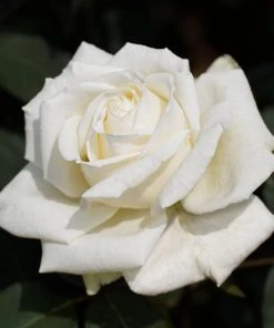 Brighter Blooms Pope John Paul II Rose Shrub