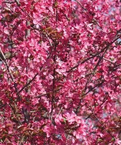 Brighter Blooms Prairifire Crabapple Tree Flowering Trees