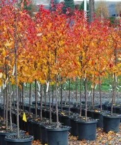 Brighter Blooms Prairifire Crabapple Tree Flowering Trees