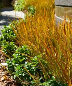 Brighter Blooms Prairie Fire Sedge Ornamental Grasses