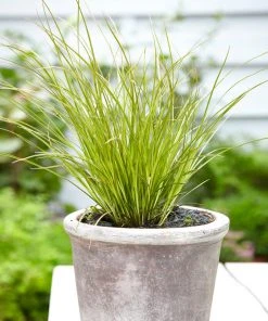 Brighter Blooms Prairie Fire Sedge Ornamental Grasses