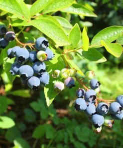 Brighter Blooms Fruit Trees Premier Blueberry Bush