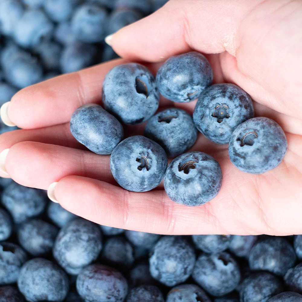 Brighter Blooms Fruit Trees Premier Blueberry Bush 3 Brighter Blooms Fruit Trees Premier Blueberry Bush