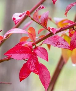 Brighter Blooms Fruit Trees Premier Blueberry Bush 10 Brighter Blooms Fruit Trees Premier Blueberry Bush