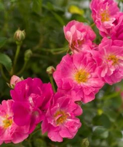 Brighter Blooms Roses Pretty Polly® Pink Rose