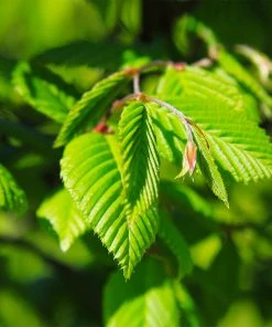Brighter Blooms Princeton American Elm Tree