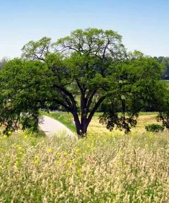 Brighter Blooms Princeton American Elm Tree