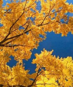 Brighter Blooms Princeton American Elm Tree