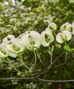 Brighter Blooms Mexican Flowering Dogwood Tree