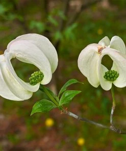 Brighter Blooms Mexican Flowering Dogwood Tree