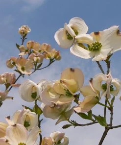 Brighter Blooms Mexican Flowering Dogwood Tree