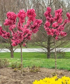 Brighter Blooms Ruby Ruffle™ Patio Peach Tree House & Patio