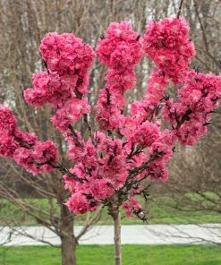 Brighter Blooms Ruby Ruffle™ Patio Peach Tree House & Patio