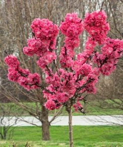 Brighter Blooms Ruby Ruffle™ Patio Peach Tree House & Patio