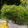 Brighter Blooms Evergreen & Privacy Dwarf Mugo Pine