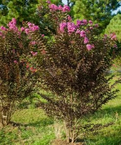 Brighter Blooms Flowering Trees Black Diamond® Purely Purple™ Crape Myrtle Tree