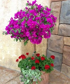 Brighter Blooms New River Bougainvillea SHOP ALL