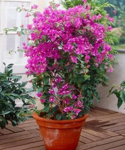 Brighter Blooms New River Bougainvillea SHOP ALL