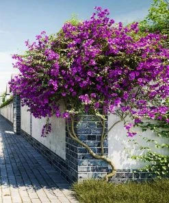 Brighter Blooms New River Bougainvillea SHOP ALL