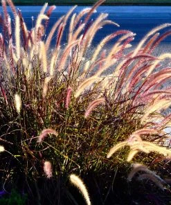 Brighter Blooms Purple Fountain Grass Ornamental Grasses 10 Brighter Blooms Purple Fountain Grass Ornamental Grasses