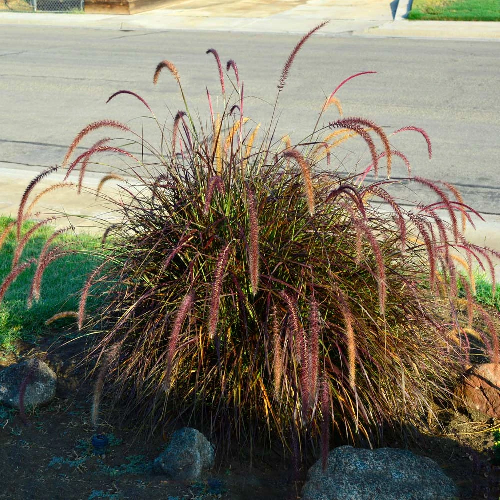 Brighter Blooms Purple Fountain Grass Ornamental Grasses 3 Brighter Blooms Purple Fountain Grass Ornamental Grasses