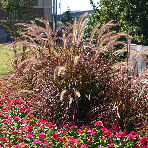 Brighter Blooms Purple Fountain Grass Ornamental Grasses 1 Brighter Blooms Purple Fountain Grass Ornamental Grasses