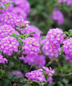 Brighter Blooms Perennials Purple Lantana