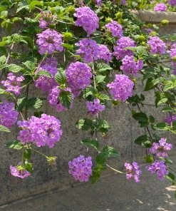 Brighter Blooms Perennials Purple Lantana