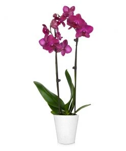 Brighter Blooms SHOP ALL Orchid Plant In White Pot