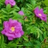 Brighter Blooms Purple Pavement Rose
